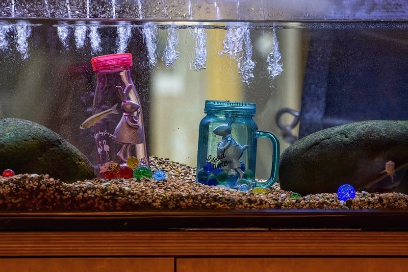 Les pierres naturelles d'aquarium : tendances incontournables en 2026