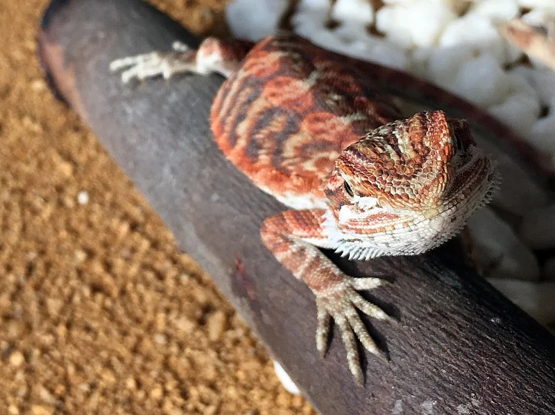 Les types de pierres naturelles pour aquarium