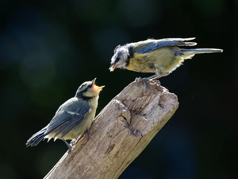 Alimentation des oisillons mésange : le guide pratique