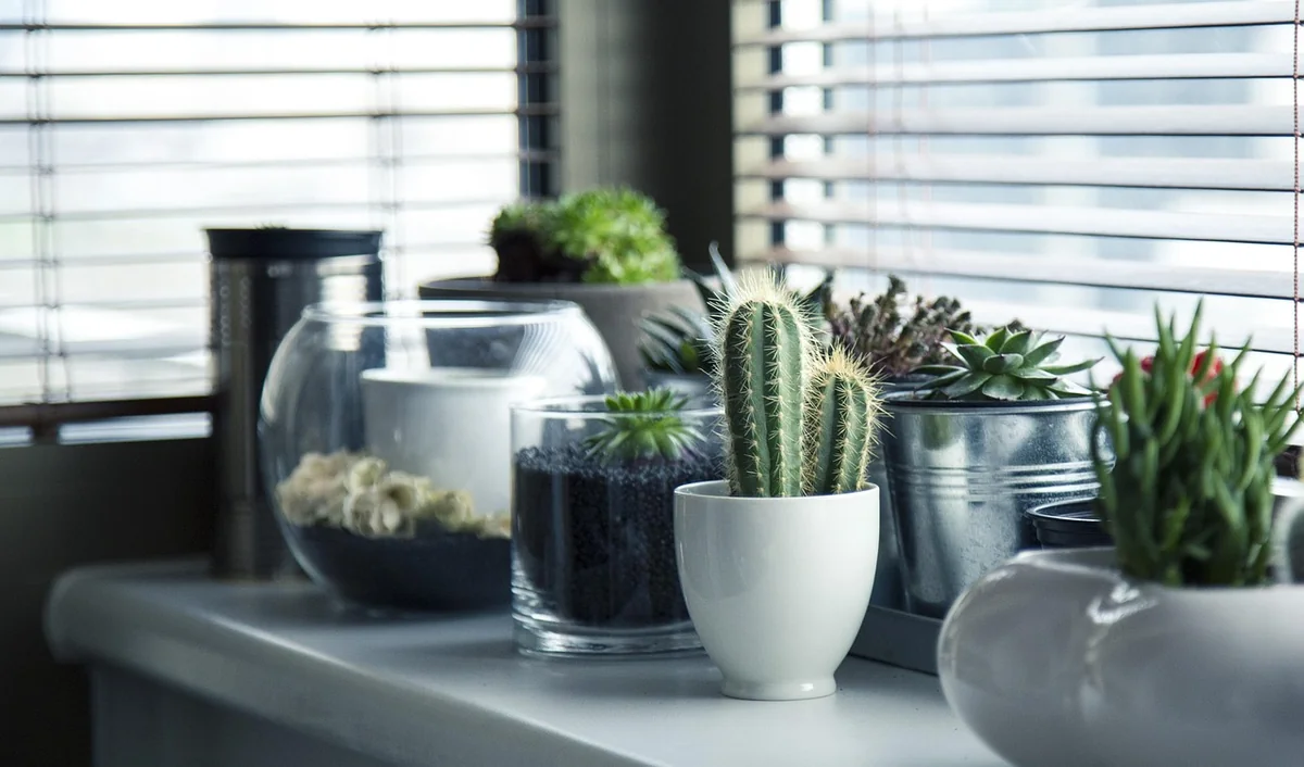 Créer un jardin d'appartement sans balcon en 2026 : astuces et idées innovantes