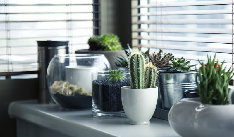 Créer un jardin d'appartement sans balcon en 2026 : astuces et idées innovantes