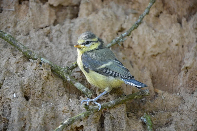Que faire si vous trouvez un oisillon mésange par terre ?