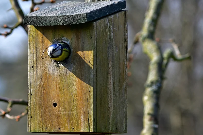 Comment protéger un nid de mésange dans votre jardin ?