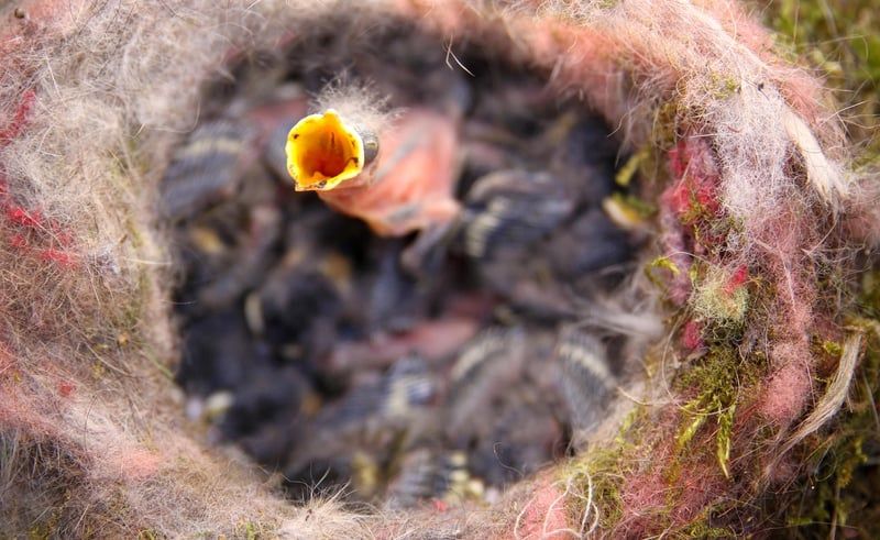 Oisillon mésange : nos conseils pour le nourrir et le protéger en 2026