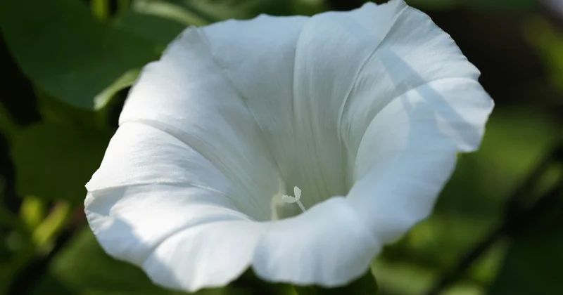 Les solutions naturelles : plantes, haies et murs végétaux
