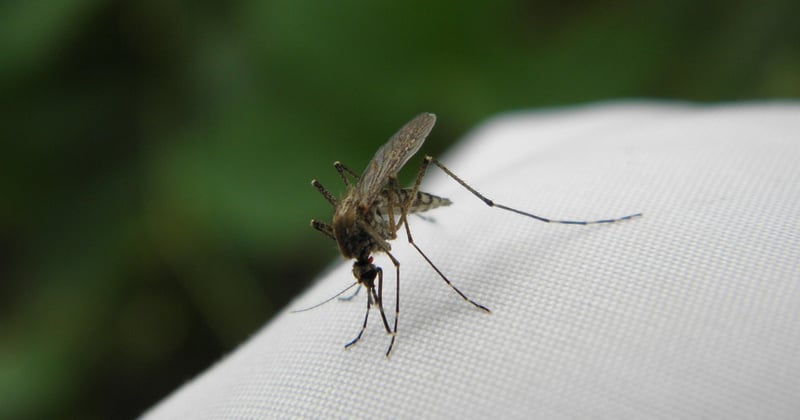 Quels insectes piquent la nuit et comment les identifier ?