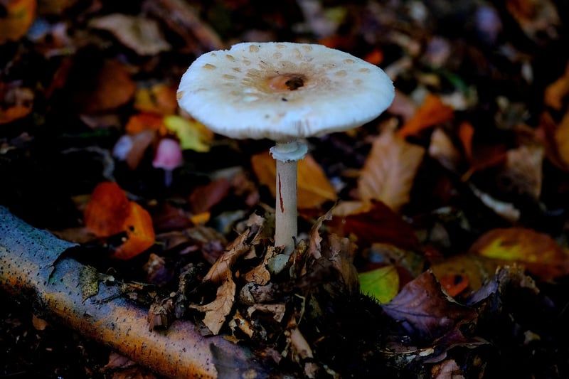 Découvrez le champignon bolet jaune : trésor de nos forêts en 2026