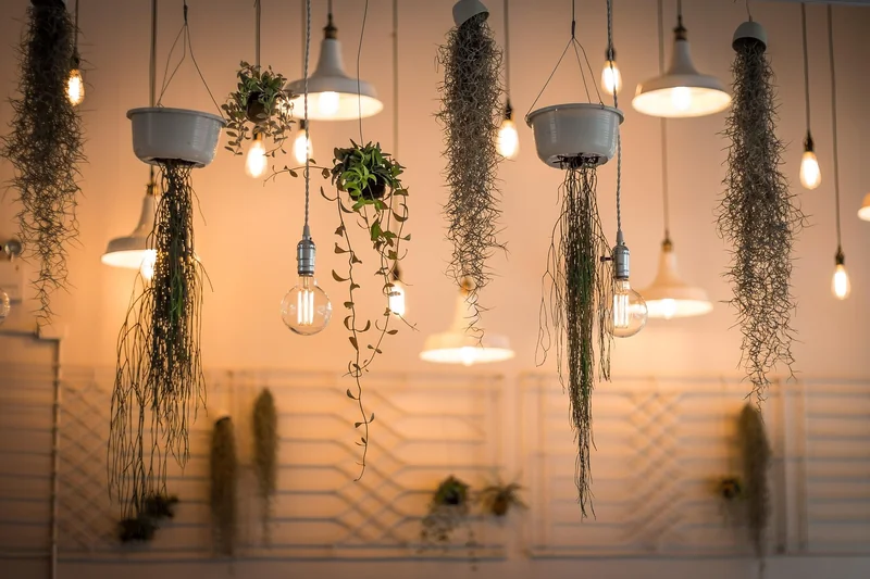 Plantes d’intérieur : commander en ligne ou pas ?