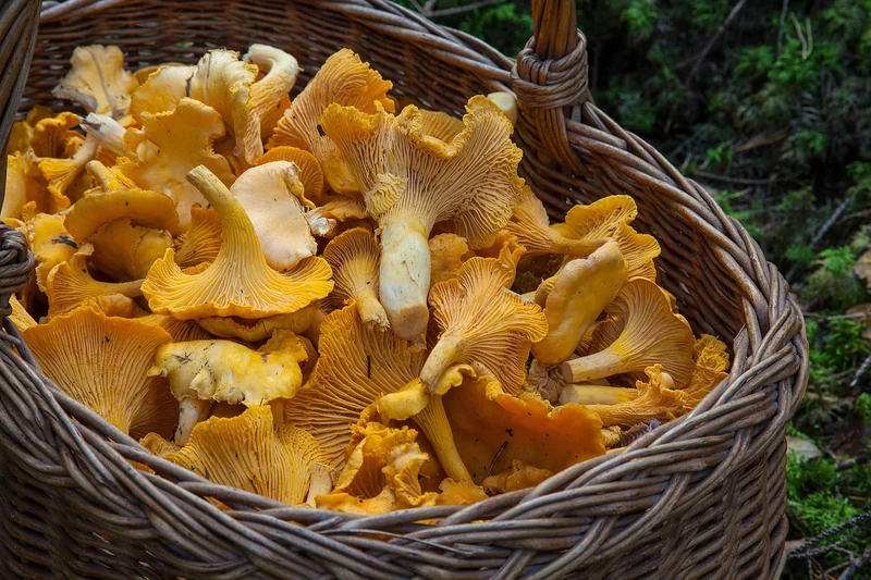 Où et quand cueillir le bolet jaune en 2026 ?