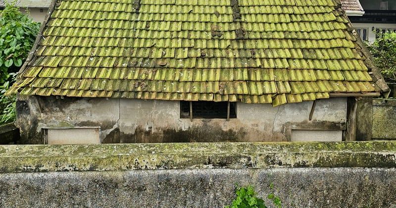 Traitement antimousse La Ciotat : la solution durable pour votre toiture