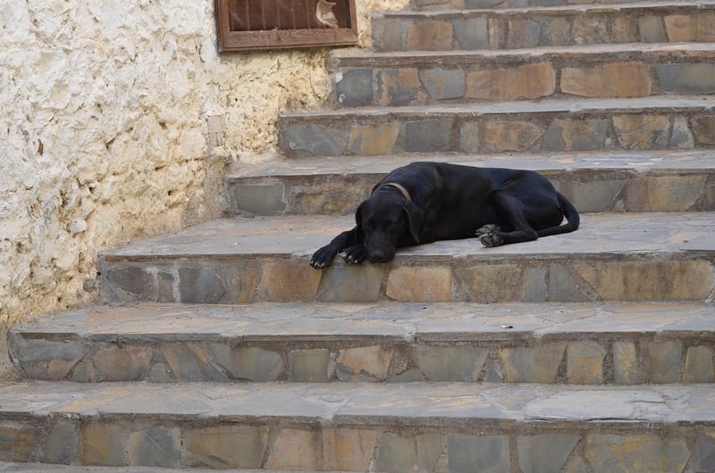 Stannah monte-escalier prix : notre guide complet pour bien choisir en 2026