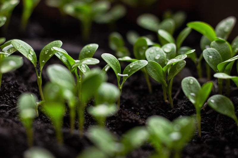 Découvrez les tendances 2026 à la boutique du jardinier pour un espace vert parfait